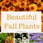 Amazing flowers to plant in the fall - annuals and perennials that will give your garden or yard beautiful color this fall planting season #createandfind #fallflowers #flowerstoplantinfall #flowers #gardening