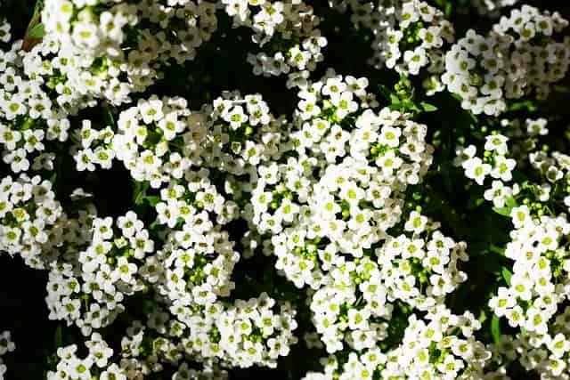 White sweet alyssum flowers with yellow-green centers grow outside.