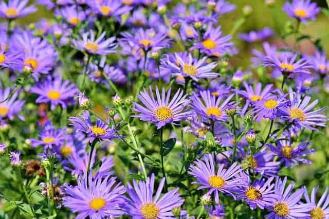 Purple asters with yellow centers grow in a flower bed outside.