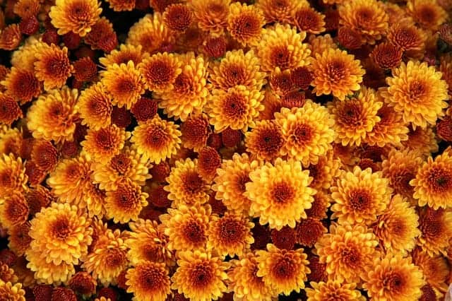 Close-up of yellow chrysanthemum flower with orange centers.