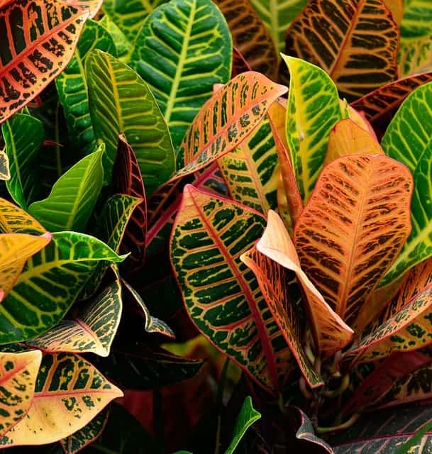 Leafy green and red croton plants grow in a flower bed.