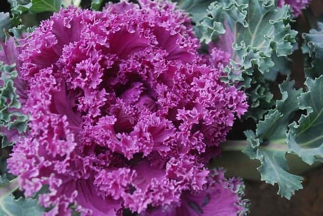 Purple ornamental kale grows outside in a flower bed.