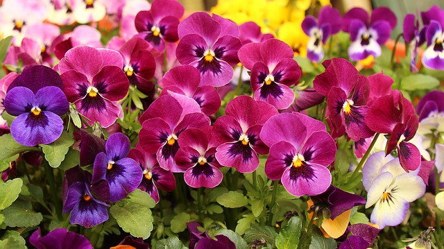 Purple and red pansies grow in an outdoor flower bed.