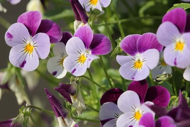 Viola flowers