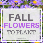 Flowers and plants to add to the garden or yard this fall #createandfind #gardening #fallflowerstoplant #fallplants