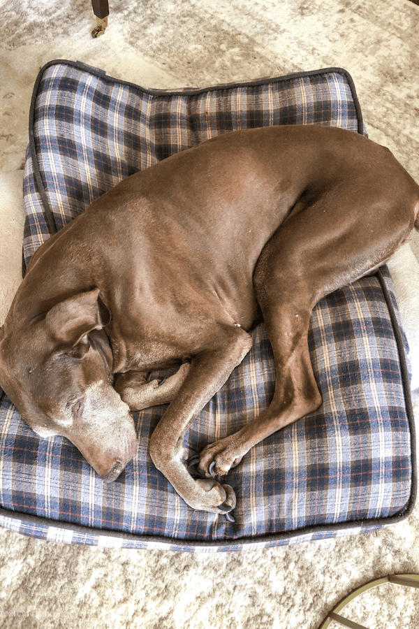 A large brown dog sleeps on a blue and red plaid dog bed.