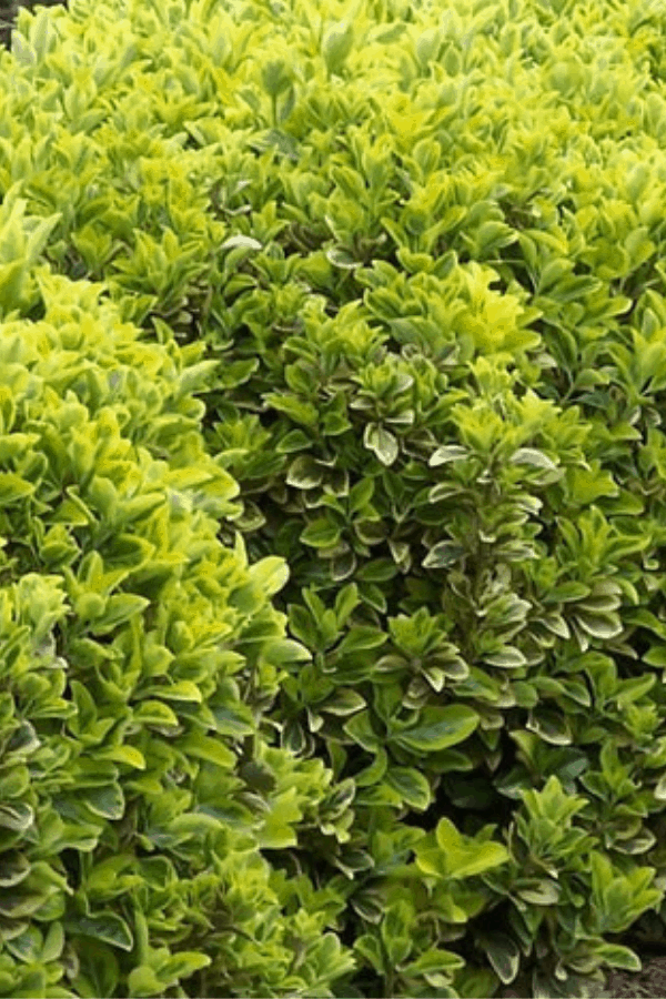 Close up of evergreen Euonymus bushes growing outside.