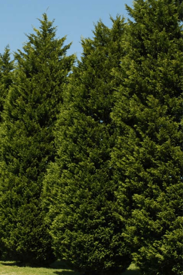 Leyland Cypress trees create a privacy fence around the perimeter of a yard. 