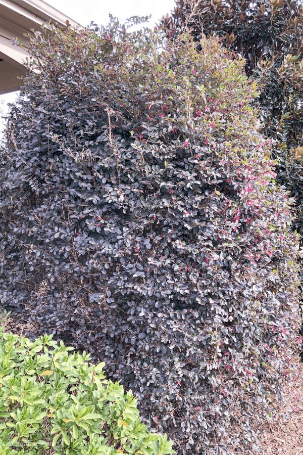 Loropetalum evergreen shrub grows in a bed on the side of a house.