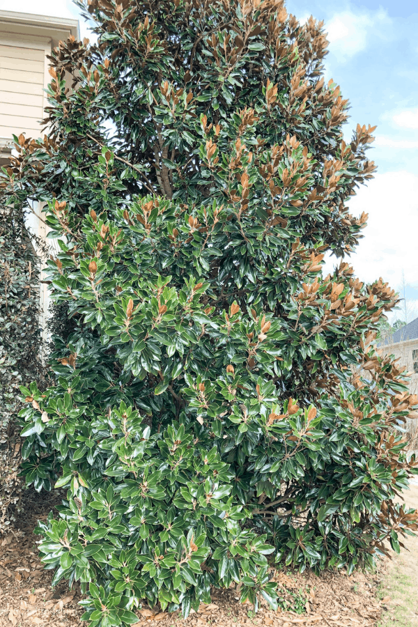 A Magnolia tree growing by the side of a house.