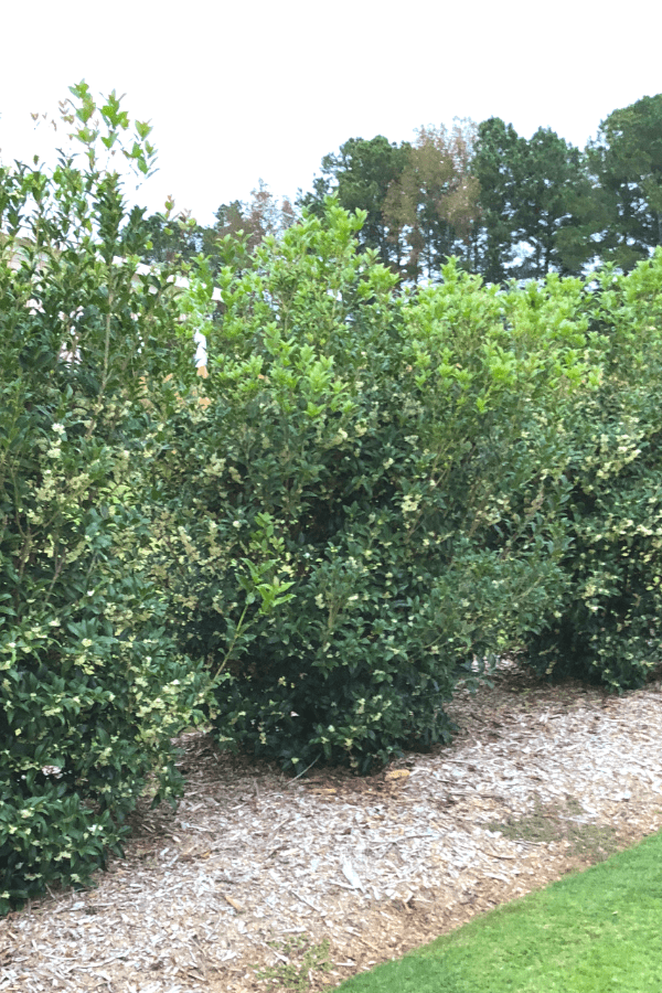 Tea Olive bushes grow in a landscaping plot on the side of a house.