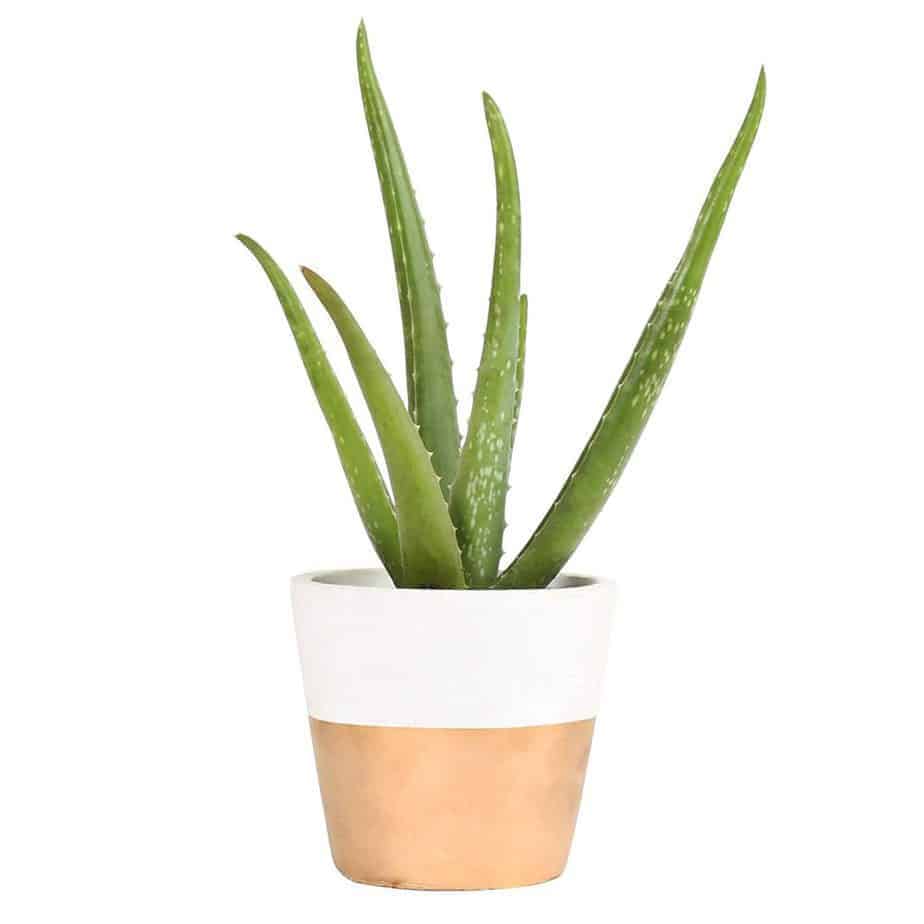 An aloe vera plant in a copper and white pot on a white background.