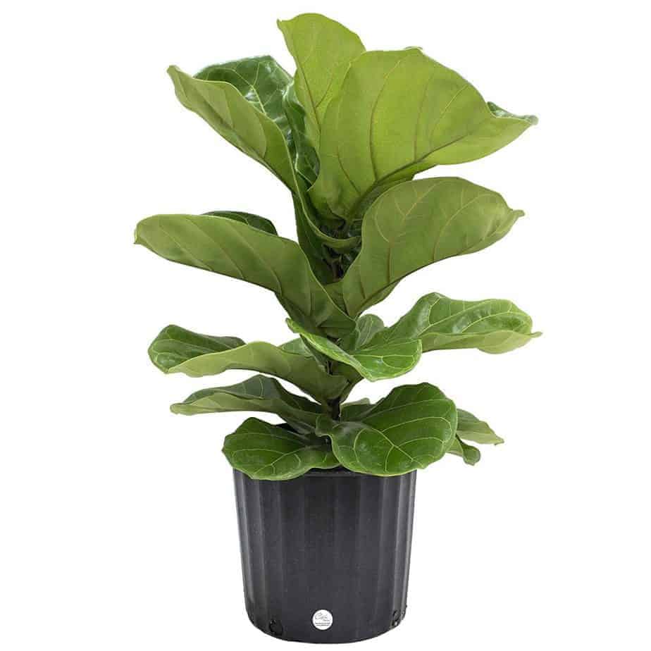 A fiddle leaf fig plant in a black planter on a white background.