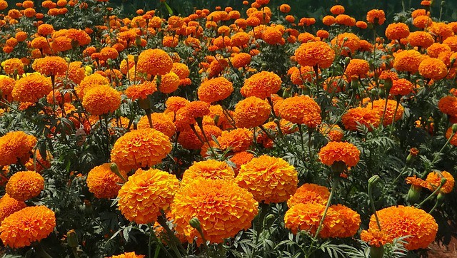 A large flower bed filled with bright orange marigolds with green stems and leaves.