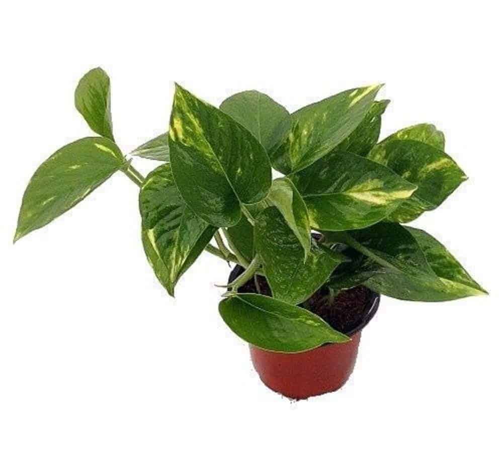 A leafy green indoor plant in a brown pot on a white background.