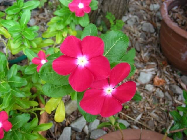 Dark pink vinca flowers with white centers grow outside.