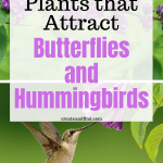 Plants and Flowers to attract hummingbirds and butterflies to your garden this year