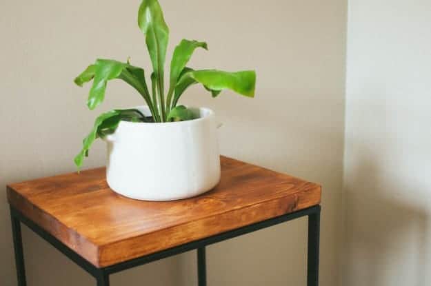 A leafy green plant in a white pot on a wooden side table with black legs.