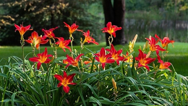 Red and orange flowers grow in an outdoor flower bed in front of a large tree.