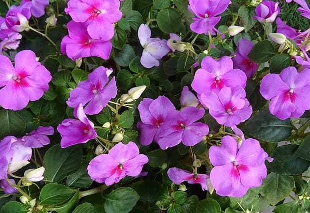 Several purple flowers with red centers grow outside in a flower bed.