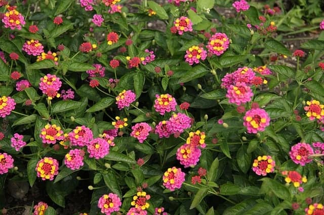 Pink and yellow flowers with an orange center grow outside in a thick flower bed.