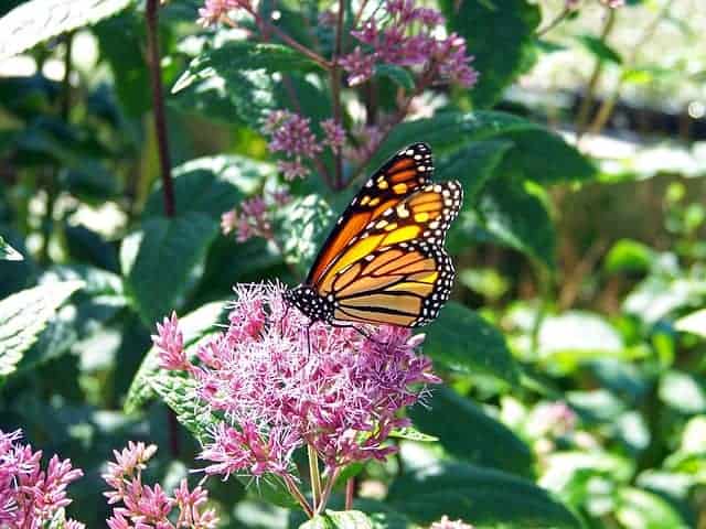 A monarch butterfly on the pink blooms of an outdoor shrub.