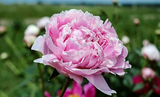 Closeup of a large blush pink flower growing outside in a flower bed.