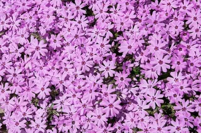 Lots of pale purple flowers with dark purple centers growing in a thick flower bed.