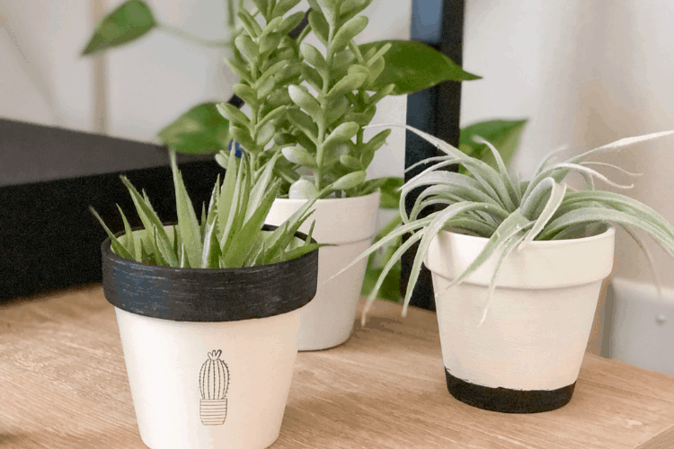 Three potted plants with black and white paint and green succulents growing inside on a wooden table.