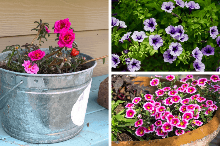 An Image collage of pink and white, pink, and purple flowers in planters and garden beds.