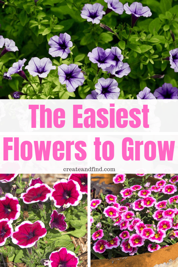 The Easiest Flowers to Grow (and they're cheap too!)
