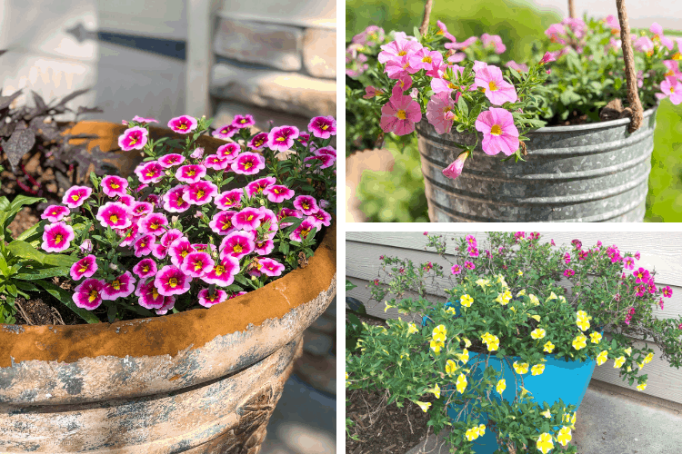 Collage of pink and yellow calibrachoa flowers growing in containers outside.