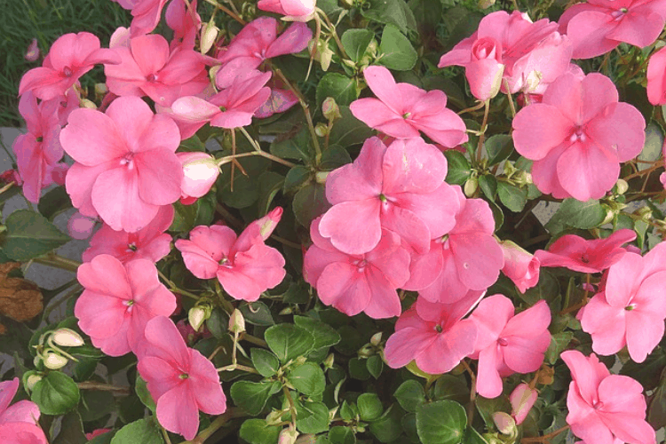 Close-up of pale pink impatiens growing outside in a flower bed.