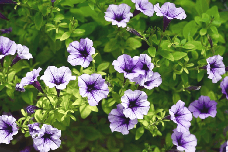 Purple and white petunias with green stems and leaves grow outside in a flower bed.