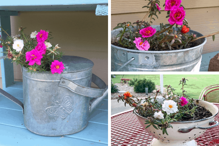 An image collage of portulaca plants growing in various containers outside.