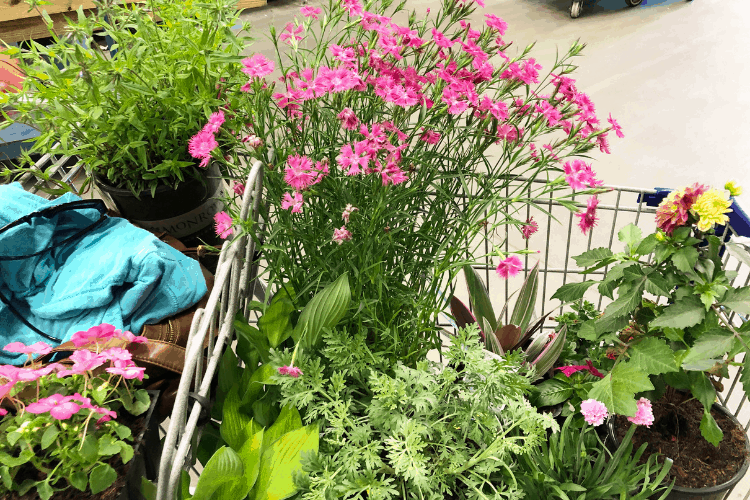 A large assortment of flowers, including pink flowers and succulents in a shopping cart at a store.