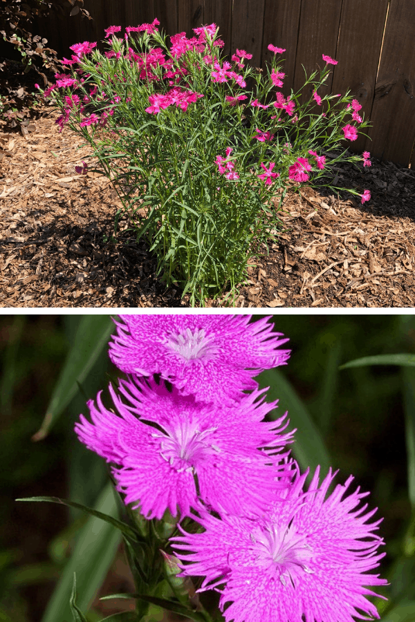 Image collage showing two pictures of purple and pink dianthus flowers growing outside.