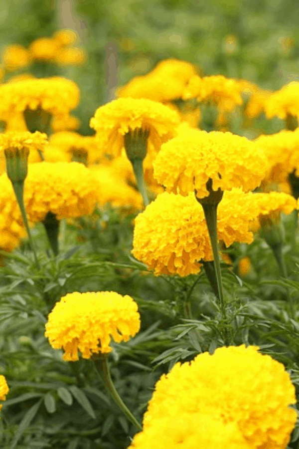 Close-up of bright yellow marigold plants with green stems and leaves growing outside.