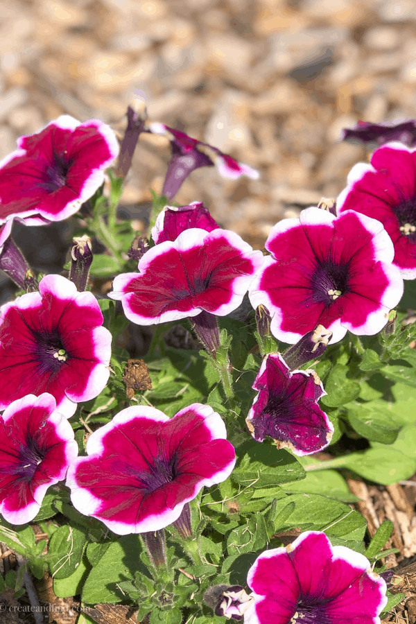 Close-up of red and white petunias with green petals in a garden bed outside.