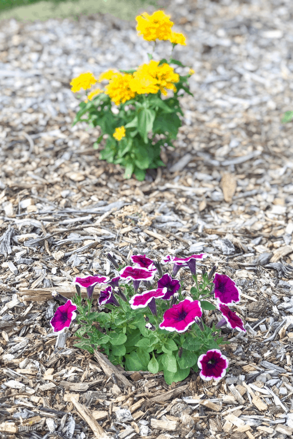 Dark pink and white petunias and yellow zinnias grow in an outdoor flower bed with wood chips.