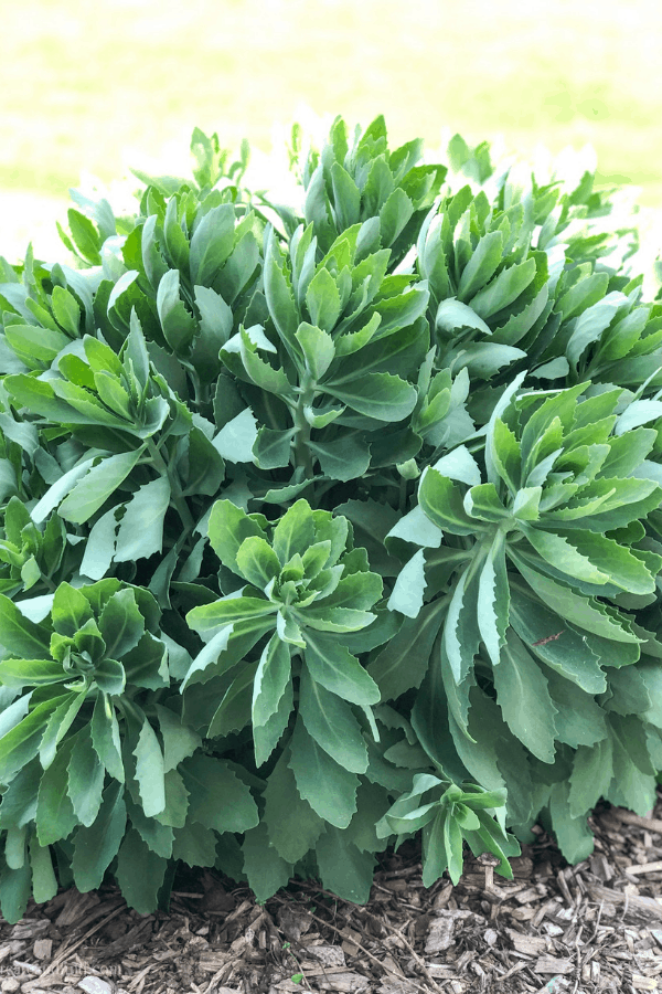 Close-up of leafy green succulents growing outside in a flower bed.