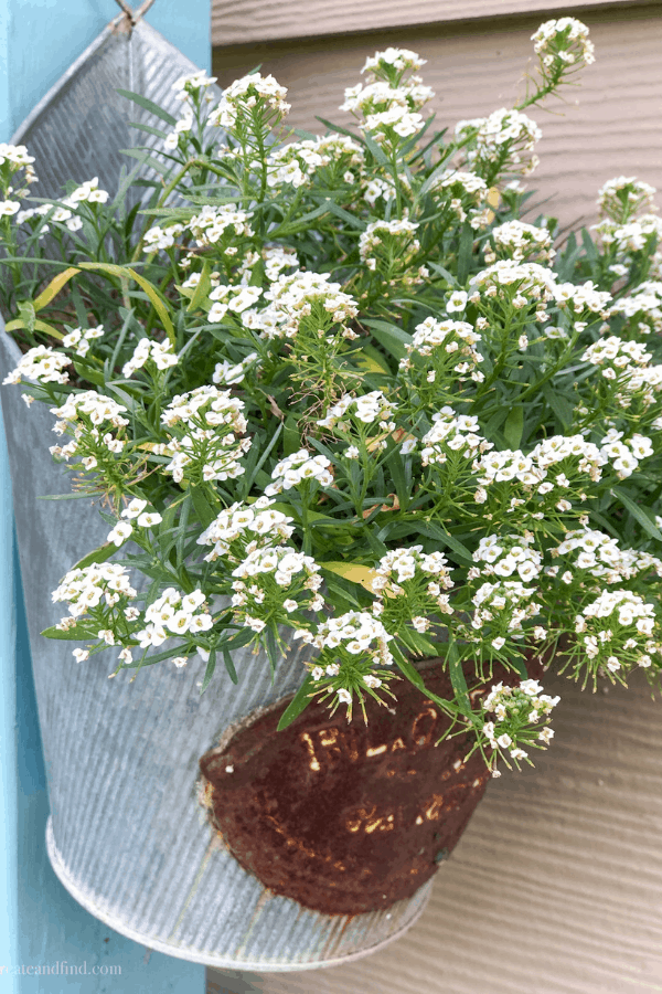 Sweet alyssum flowers grow outside in a hanging metal planter.