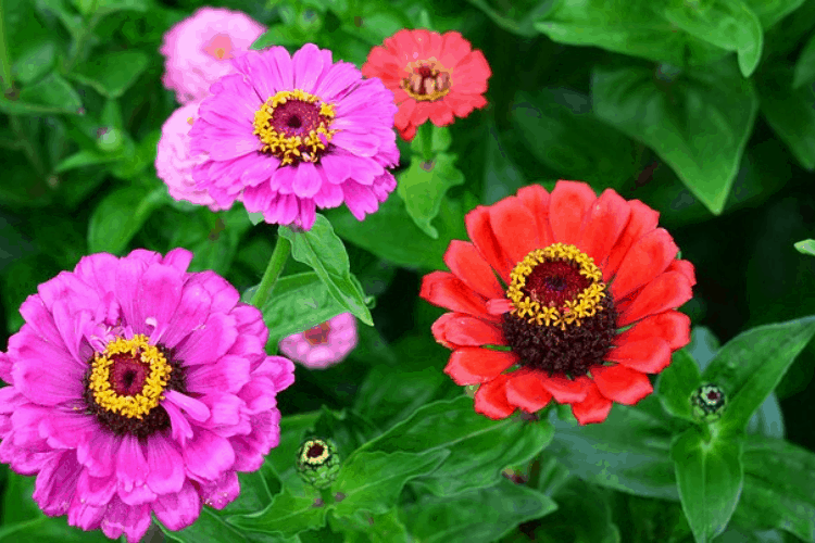 Purple and red zinnias with brown and yellow centers grow in an outdoor garden.