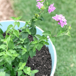 Decorative Planter with Lantana