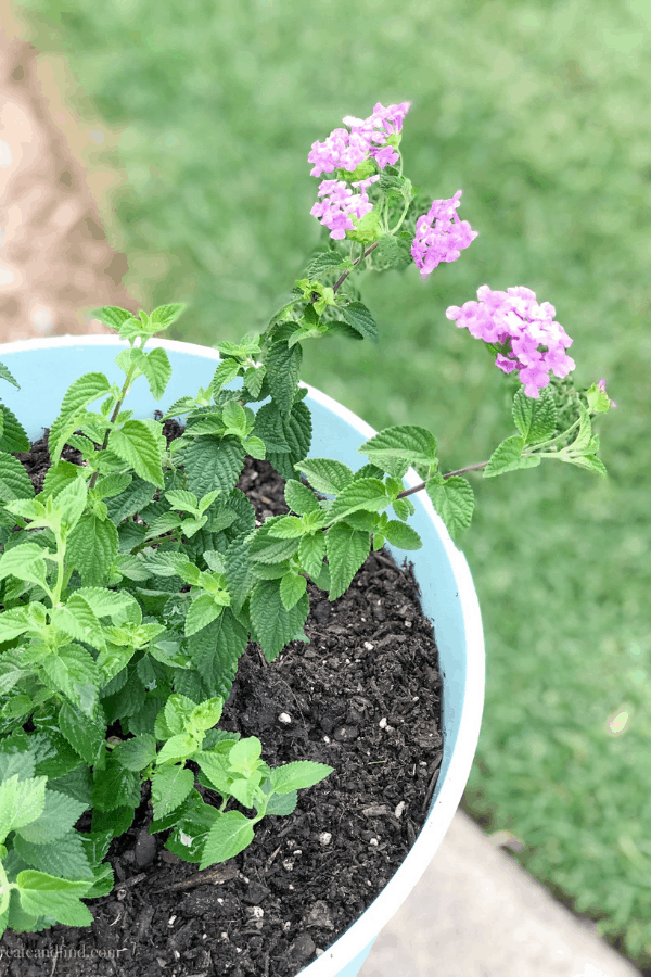 Decorative Planter with Lantana