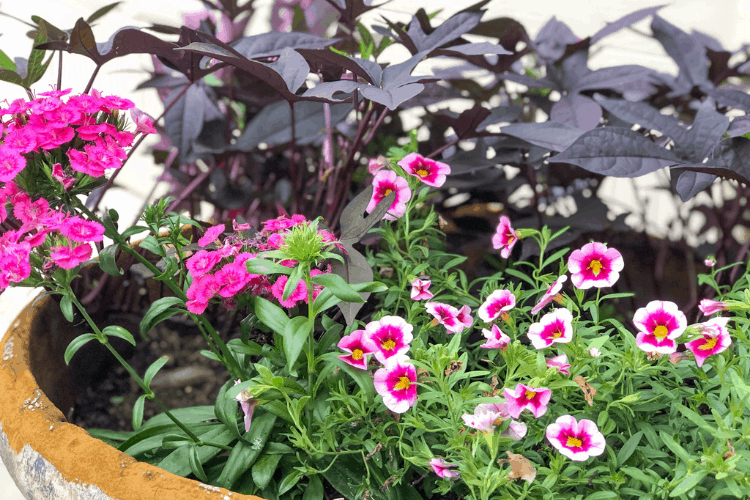 Flowers blooming in a planter