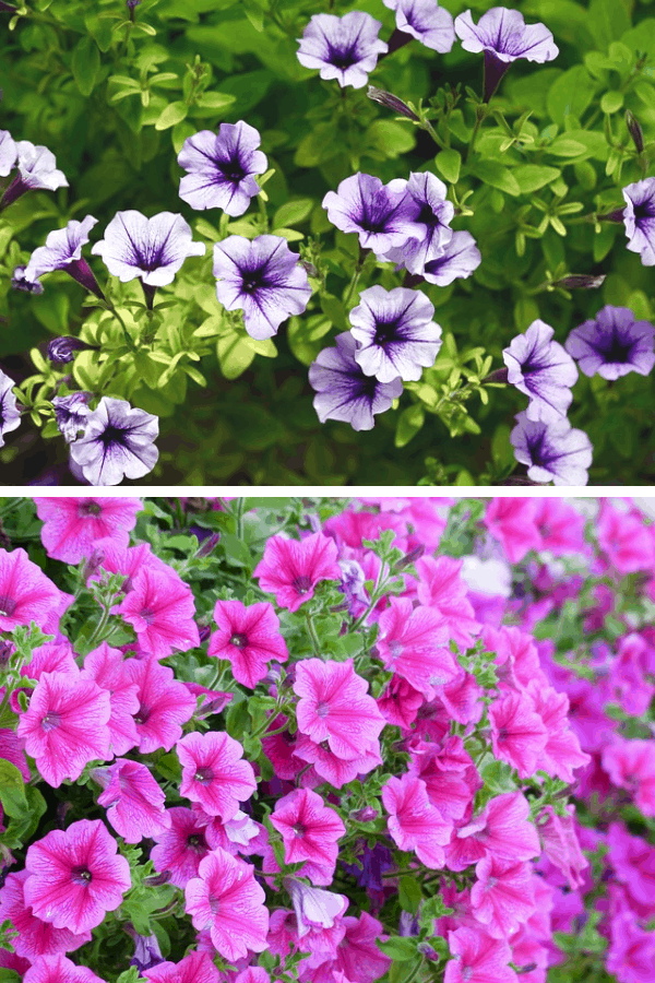 Collage of purple and white and pink flowers that enjoy full sun.