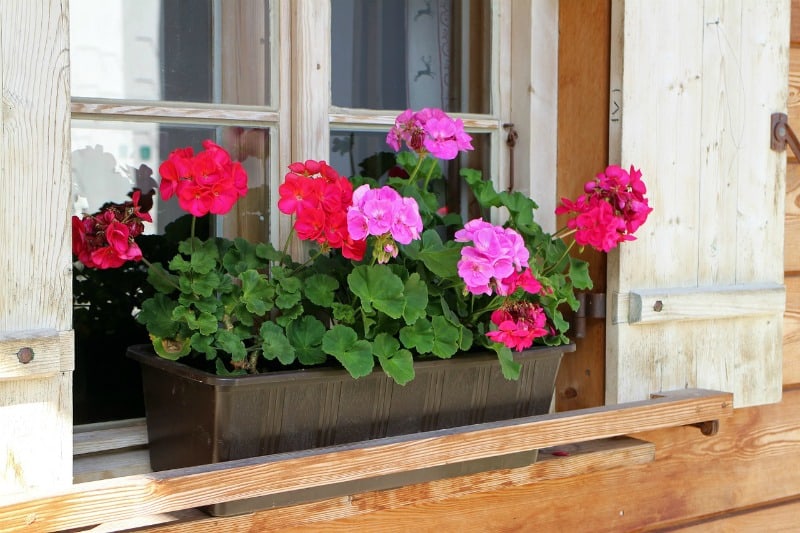 garden project ideas - window boxes