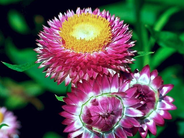 Pink, white, green, and yellow strawflowers grow outside.