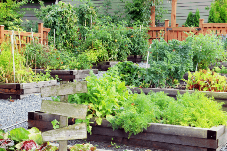 Wooden raised bed garden